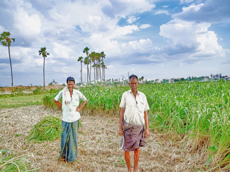 LAWS & REGULATIONS AROUND GENETICALLY MODIFIED CROPS