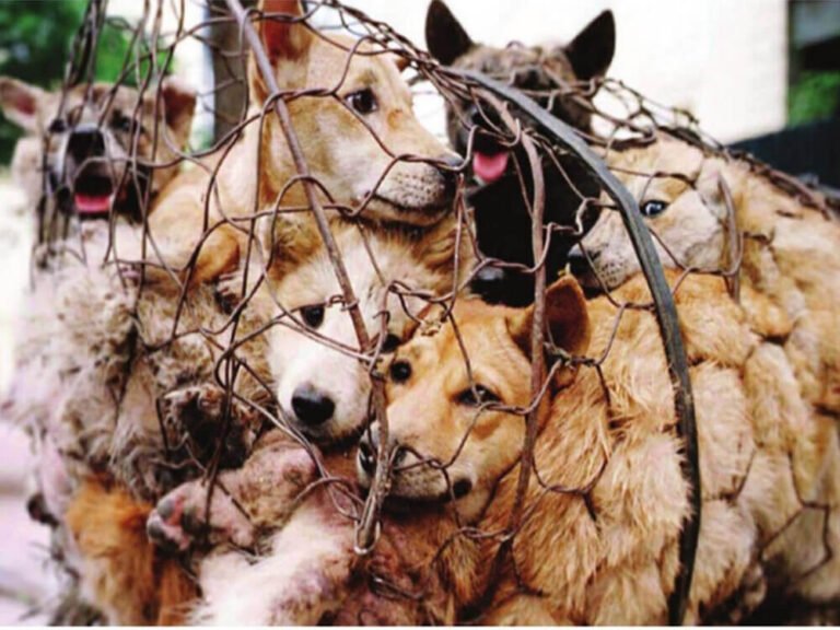 CRUELTY OF THE VOICELESS