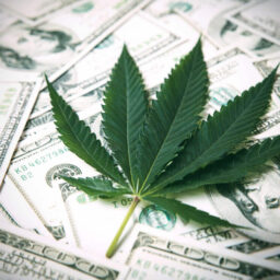 LEGALIZATION OF CANNABIS