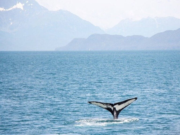 MARINE MAMMALS