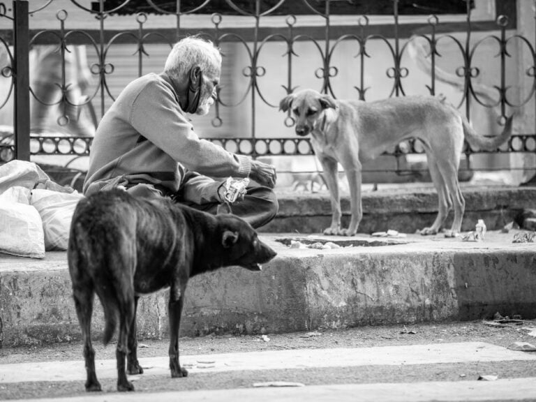 WANT TO FEED STRAY DOGS? DO IT LEGALLY