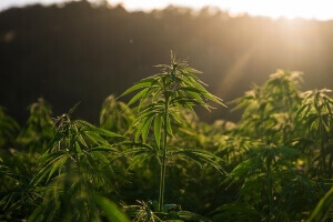 Optimized-hemp-7212781_640 (1) (1) (1)