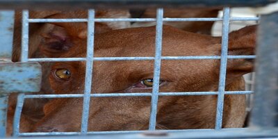cruelty-to-animals-2732649_640 (1)