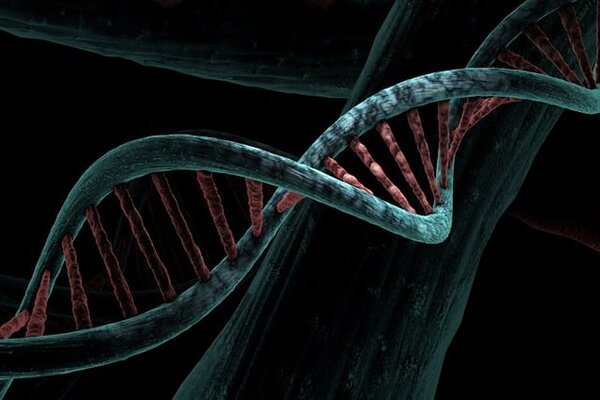 dna-6517209_640 (2)