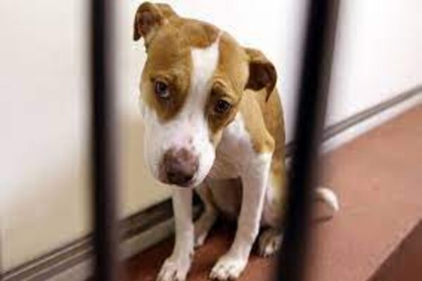 ADVOCACY OF STRONGER LEGAL FRAMEWORKS TO STRICTLY PROHIBIT SEXUAL OFFENCES AGAINST ANIMALS IN INDIA