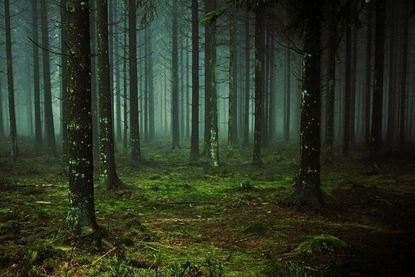 RECOGNISING THE LEGAL RIGHTS OF TREES IN INDIA BEYOND FORESTS TO INDIVIDUAL FLORA