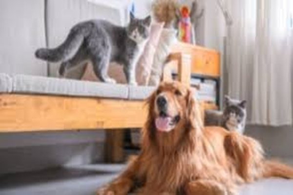 TENANTS’ RIGHT TO KEEP PETS IN RENTAL PREMISSES A LEGAL PERSPECTIVE UNDER LAW